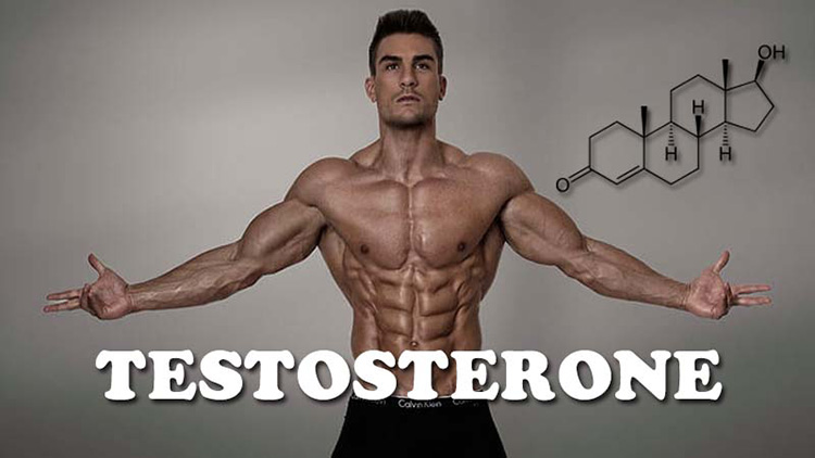Testosterone đóng vai trò quan trọng đối với sinh lý nam